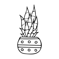 Hand drawn doodle aloe, Vector succulent in pot. Houseplant. Outline.