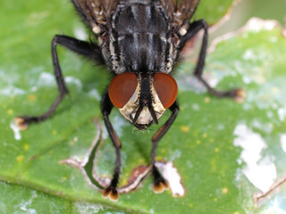 P8177562 male flesh fly, Sarcophaga species, close-up from above cECP 2012