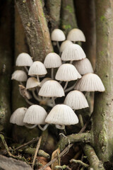 Some beautiful mushrooms on the ground