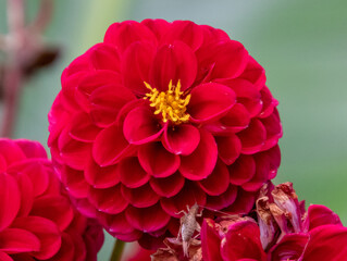 A red dahlia isolated with copy space