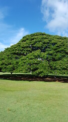 green tea plantation