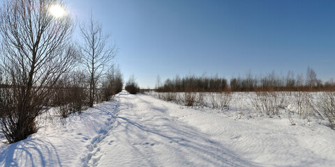 Spring walk through the forest, beautiful panorama.