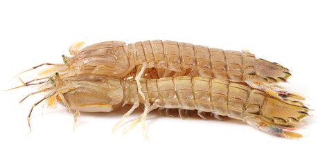 Mantis Shrimp on the white background