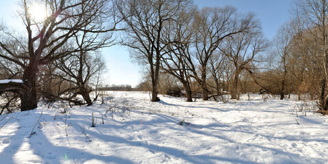 Spring walk through the forest, beautiful panorama.