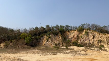 trees in the dunes