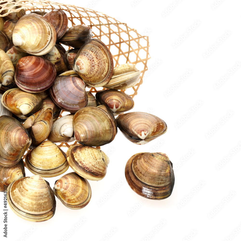 Poster fresh raw surf clam on white background