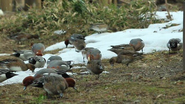 餌を啄むヒドリガモの群れと残雪が見える風景