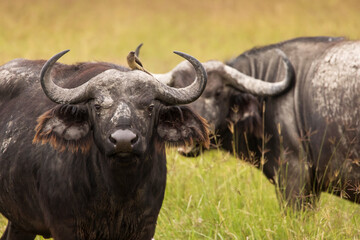 Buffalo in the grass during safari in Serengeti National Park in Tanzani. Wilde nature of Africa.