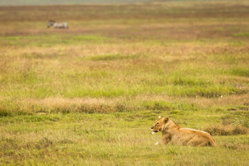 Lioness resting in the grass during safari in Ngorongoro National Park, Tanzania. Wild nature of Africa..
