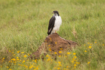 Young hawk resting during safari in Ngorongoro National Park, Tanzania. Green grass and yellow flowers around it. Wild nature of Africa.