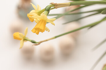 Yellow daffodil flower on Blurred spring, easter background of Eggs and rabbits, Copy space