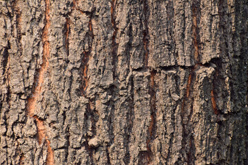 Bark texture background, naturally texture background