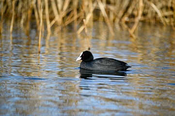 one lonely coot swimming around in little pond