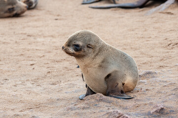 Close-up of a seal at the seal colony in Skeleton Coast, Namibia.