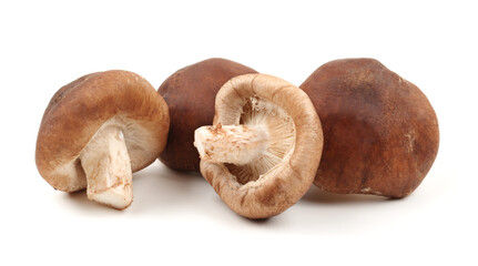 Shiitake mushroom on the White background