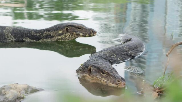 Two Asian Water Monitor Lizards in water