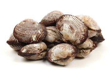 Scapharca subcrenata on white background 