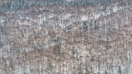 Brown birch and green pine trees on winter hillside landscape textured background