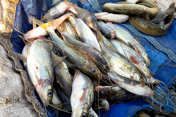 Obraz premium Mystus fish in India, Tengra fish of Indian fish market. 