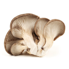 oyster mushroom on white background
