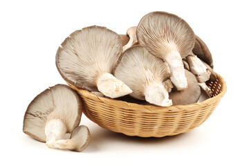oyster mushroom on white background
