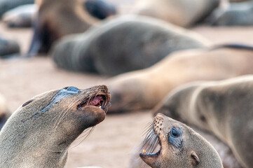 Two fighting seals at the beach near Skeleton Coast, Namibia.