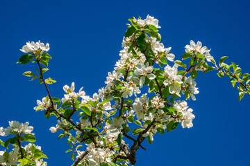 Flowering fruit trees flowers on a branch against a blue sky