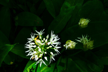 Close up at a Wild garlic flower head from above