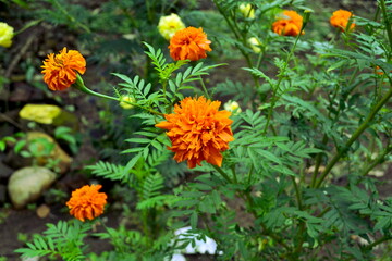 Deep yellow flowers in the garden