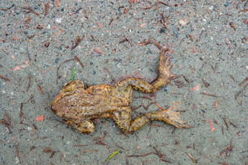 Run over frog on a road