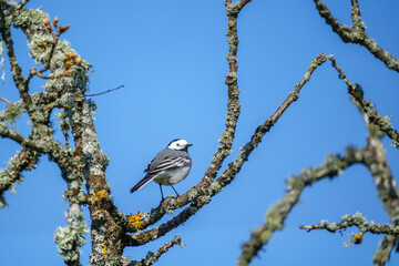 Beautiful White Wagtail bird on a branch in a gnarled old tree