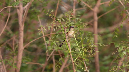 Ashy prinia perched on a tree branch