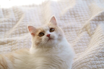 Obraz premium かわいい猫