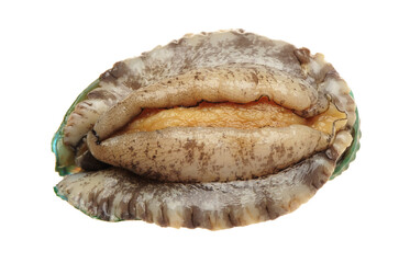 Raw abalones on the white background 