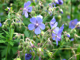 meadow (forest) geranium (Geranium sylvaticum, pratense) blooms with small blue flowers