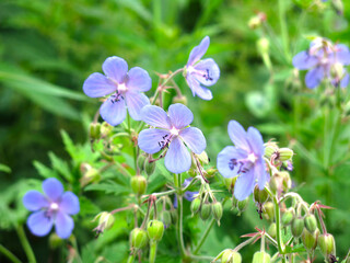 meadow (forest) geranium (Geranium sylvaticum, pratense) blooms with small blue flowers