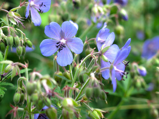 meadow (forest) geranium (Geranium sylvaticum, pratense) blooms with small blue flowers