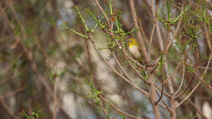 Indian white eye perched on a tree