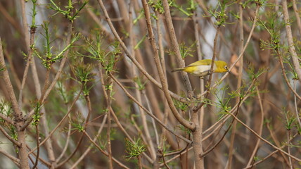 Indian white eye perched on a tree