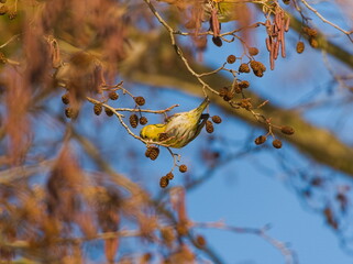 The Eurasian siskin (Spinus spinus) Small bird in a tree while eating. Tiny, colorful, singing bird