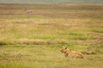 Naklejka na ściany i meble Lioness resting in the grass during safari in Ngorongoro National Park, Tanzania. Wild nature of Africa..