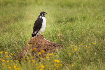 Young hawk resting during safari in Ngorongoro National Park, Tanzania. Green grass and yellow flowers around it. Wild nature of Africa.
