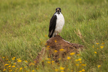 Young hawk resting during safari in Ngorongoro National Park, Tanzania. Green grass and yellow flowers around it. Wild nature of Africa.