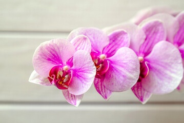 A branch of purple orchids on a white wooden background