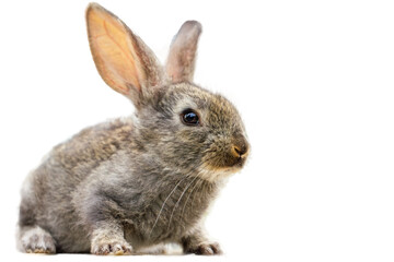 rabbit isolated on white background