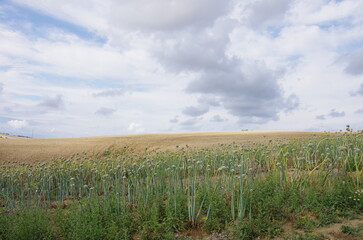 Field cultivated with onions for seed production