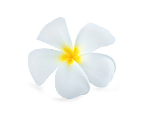beautiful white plumeria rubra flowers isolated on White background.