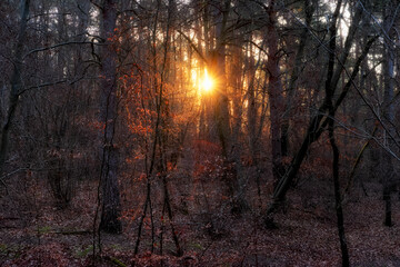 Winter light in Fontainebleau forest