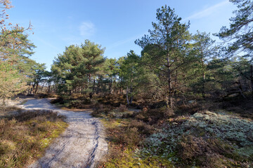 Fototapeta premium Sand of Fontainebleau in the Hill of Buthiers. French Gatinais regional nature park