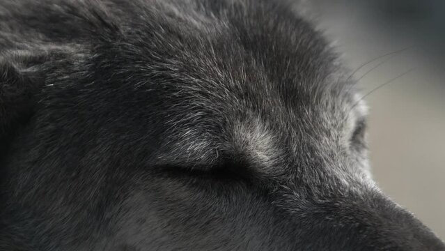 Magnificent wolf eyes close-up. Wild animals.